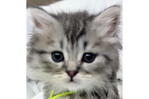 成約済の埼玉県のサイベリアン-19718の2枚目